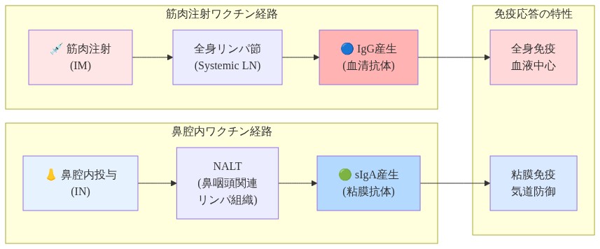 筋肉注射ワクチンと鼻腔内ワクチンの2つの免疫応答経路を比較した図。左側は筋肉注射から全身リンパ節を経由してIgG産生(血清抗体)に至る経路を示し、右側は鼻腔内投与からNALT(鼻咽頭関連リンパ組織)を経由してsIgA産生(粘膜抗体)に至る経路を示している。下部では全身免疫と粘膜免疫の異なる特性を表示。